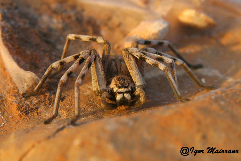 Allocosa sp.; Eusparassus dufouri